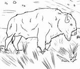 Buffalo Coloringbay Milkman Mammals sketch template