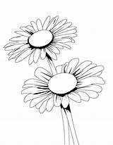 Daisy Daisies Sweetest Bestcoloringpagesforkids sketch template