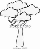 African Trees Drawing Tree Getdrawings sketch template