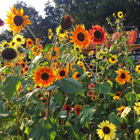 autumn beauty sunflowers bloom  sunset colors home  garden