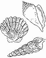 Coloring Shells Seashell Seashells Starfish sketch template