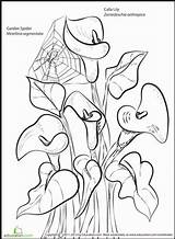 Calla Coloring Lily Pages Lilies Flower Flowers Printable Drawing Designlooter 73kb 411px Getcolorings Drawings Choose Board sketch template