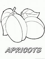Apricot Coloring Pages Kids Printable Designlooter Fruit 930px 73kb sketch template