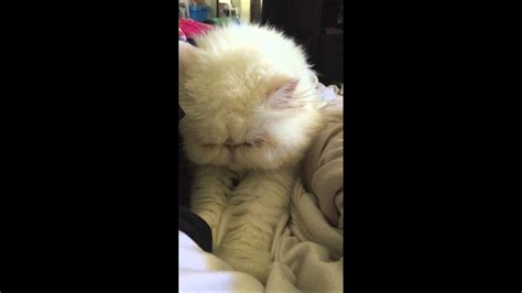 kitten massage youtube