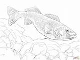 Coloring Walleye Fish Pike Trout Printable Drawing Rainbow Drawings Main Skip sketch template
