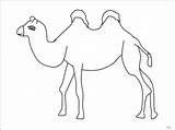 Camelo Turma Colorindo sketch template