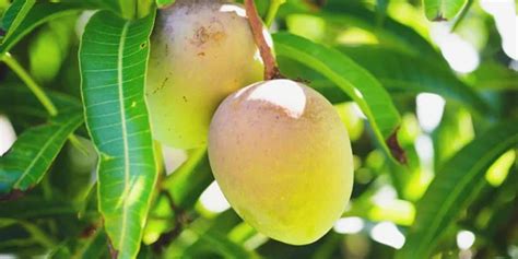 mango leaves extract     obesity  metabolic syndrome