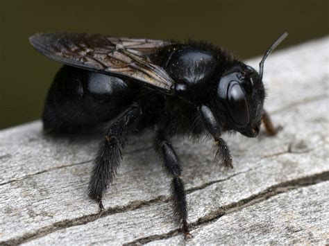 large black carpenter bee xylocopa anthophoridae hymenoptera grounded  inclement weather