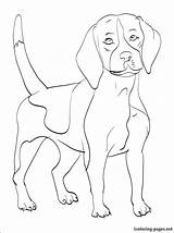 Beagle Coloring Rottweiler Dog Pages Drawing Line Getdrawings Getcolorings Color Printable Template sketch template
