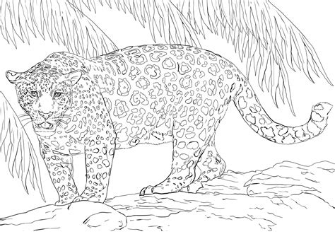 kolorowanka jaguar pod drzewem  druku