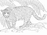 Jaguar Coloring Pages Four Downloadable Printable Supercoloring Via sketch template
