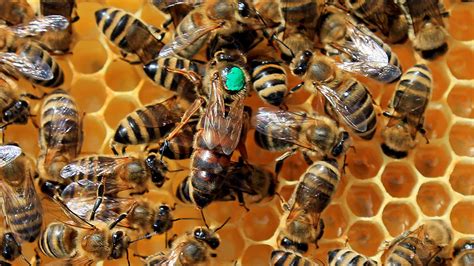 quacks  toots  young honeybee queens avoid deadly duels