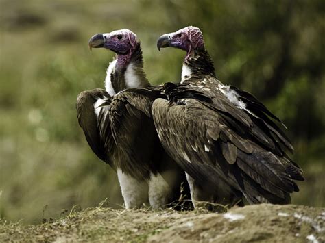 south africas  vulture safe zone tswalu