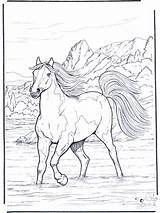 Pferd Coloring Cavalos Wasser Pferde Dibujos Caballos Cavalo Paard Ausmalen Domados Bonitos Ensinados Selados Caballo Cai Colorat Agua Nellacqua Cavallo sketch template