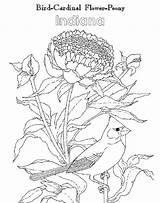 Indiana Bird State Coloring Flower Cardinal Peony Choose Board sketch template