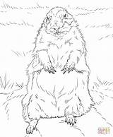 Coloring Groundhog Pages Standing Drawing sketch template
