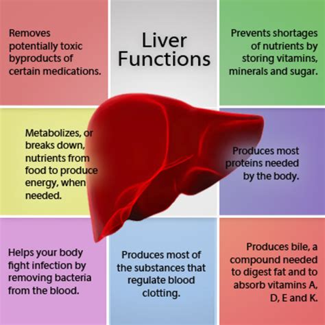 healthy liver  healthy life hubpages