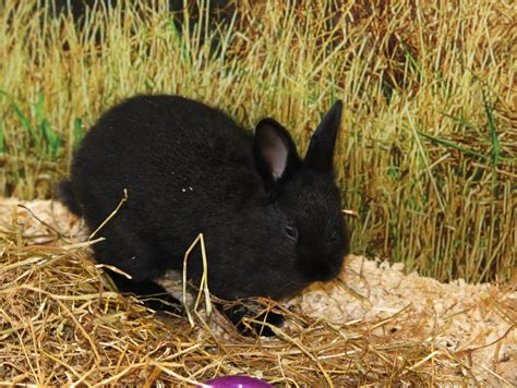 black bunny rabbit  stock photo public domain pictures