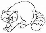 Raccoon Coloring Cute Pages Printable Drawing Baby Color Supercoloring Online Getdrawings Silhouettes sketch template