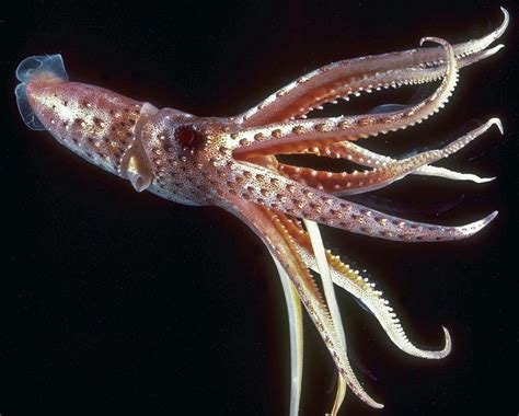 real monstrosities cock eyed squid