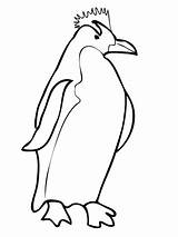 Penguin Coloring Pages Penguins Macaroni Printable Color Outline King Pittsburgh Drawing Chinstrap Clipart Clipartbest Getcolorings Getdrawings Super Print Colorings sketch template