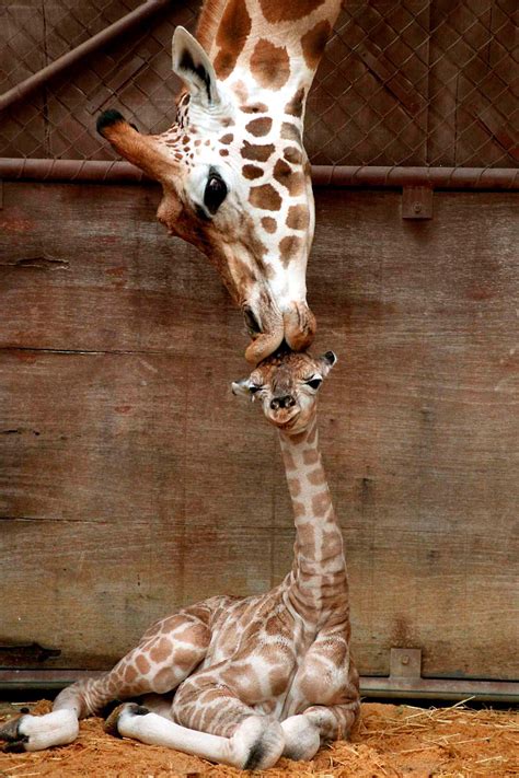cute mother  baby animal pics baby animals funny baby animals pictures wild animals pictures