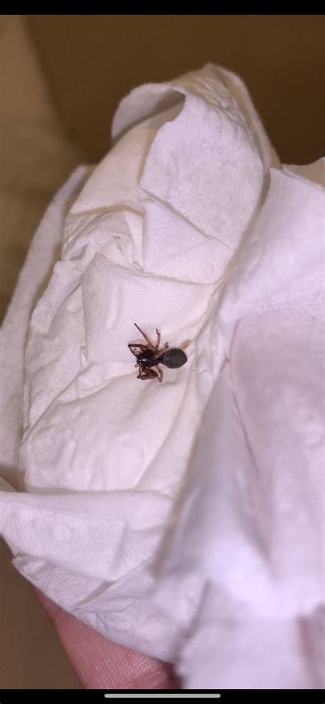 anyone know what kind of spider this is it was in my bed and bit me