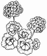 Geranium Geraniums Geranio Pintar Geranios Flor Howstuffworks Tlc Indusladies sketch template