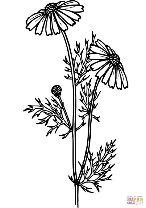 daisy super coloring flower drawing flower coloring pages
