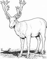 Reindeer Renna Caribou Reno Stampare Deers Ausmalbilder Karibu Buck Animale Capriolo Coloringbay Cervi Ausmalbild Ren Coloringhome Skip sketch template