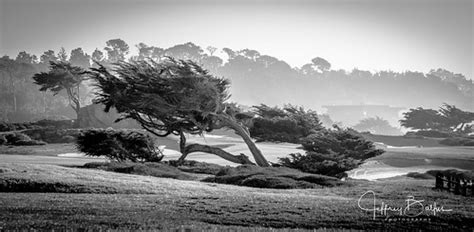 monterey pines shaped   winds monterey peninsula coun flickr