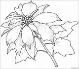 Coloring Poinsettia Pages Flower Christmas Christamas Color Printable Sheets Flowers Drawing Para Colorear Colouring Cards Colors Navidad Flores Print Poinsettias sketch template