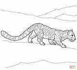 Coloring Leopard Pages Clouded Caracal Line Drawing Color Comments Supercoloring Library Clipart sketch template