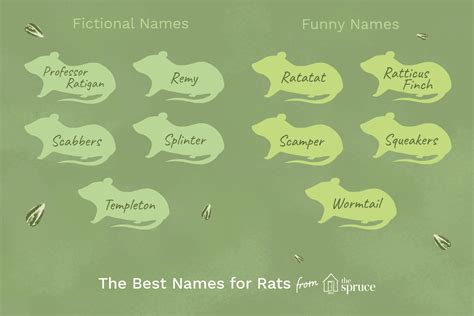 Browse Through Classic Fun And Silly List Of Rat Names To Find One