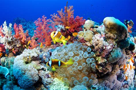 gorgeous animals   coral reef