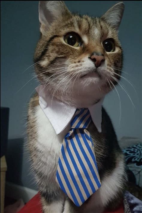 business kitty wishes   good weekend      time