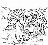 Coloring Tiger Pages Tigers Printable Siberian Sleeping Animal Kids Lions Animals Color Getcolorings Print sketch template