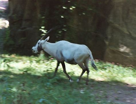 arabian oryx oryx leucoryx