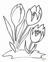 Crocus Coloring Flower Pages Printable Drawing Drawings sketch template