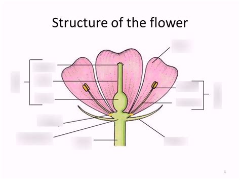 Sexual Reproduction Diagram Sexual Reproduction