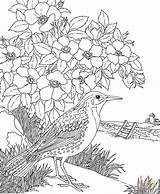 Secreto Natureza Meadowlark Adultos Pintar Burgess Purplekittyyarns Paisagens Floresta sketch template