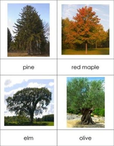 interesting trees facts  interesting facts