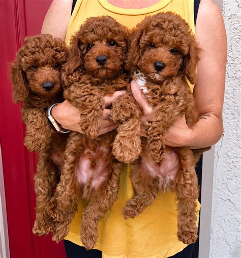 westcoastpoodles miniature red poodle puppies poodle puppy red poodles miniture poodle