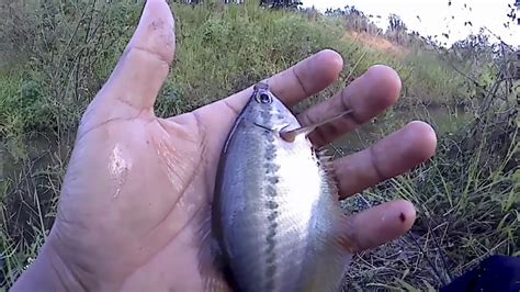 mancing ikan sepat siam dijamin ampuh youtube