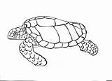 Turtle Coloring Pages Sea Printable Kids sketch template