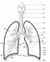 Coloring Respiratory System Lungs Anatomy Lung Getcolorings Getdrawings Pages Printable Colorings sketch template