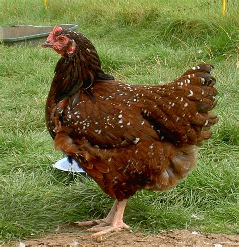 amazing rare chicken breeds  special characteristics  poultry guide