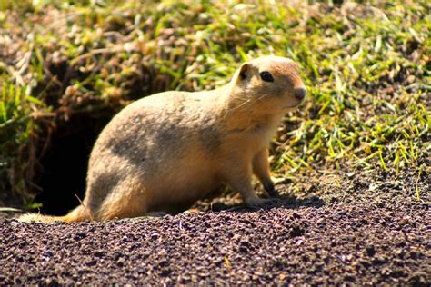 gopher flickr photo sharing