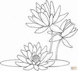 Coloring Lotus Drawing Lily Water Lilies Pages Pad Printable Flower Flowers Supercoloring sketch template