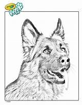 Shepherd Crayola Puppy Shepard Dogs Craftwhack Hang sketch template